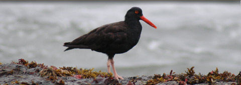 Oyster Catcher